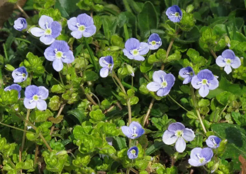 Slender Speedwell (Veronica filiformis)