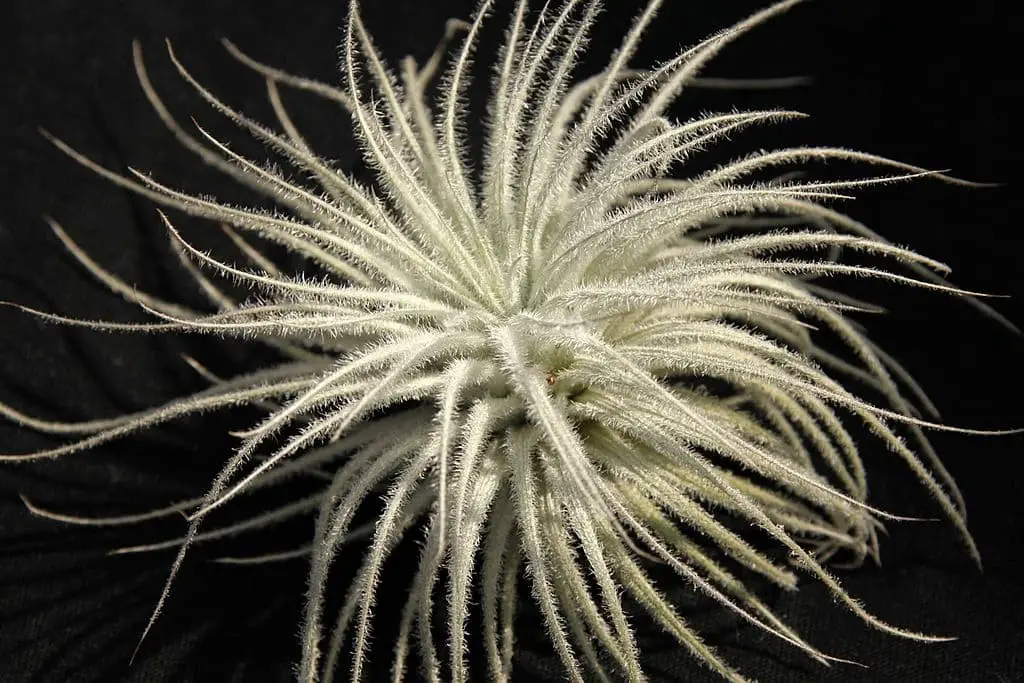 Snowball (Tillandsia tectorum)