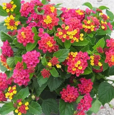 Planting Lantana