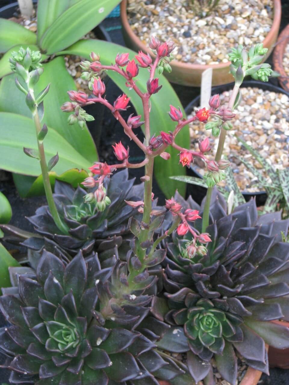 Echeveria ‘Black Knight’