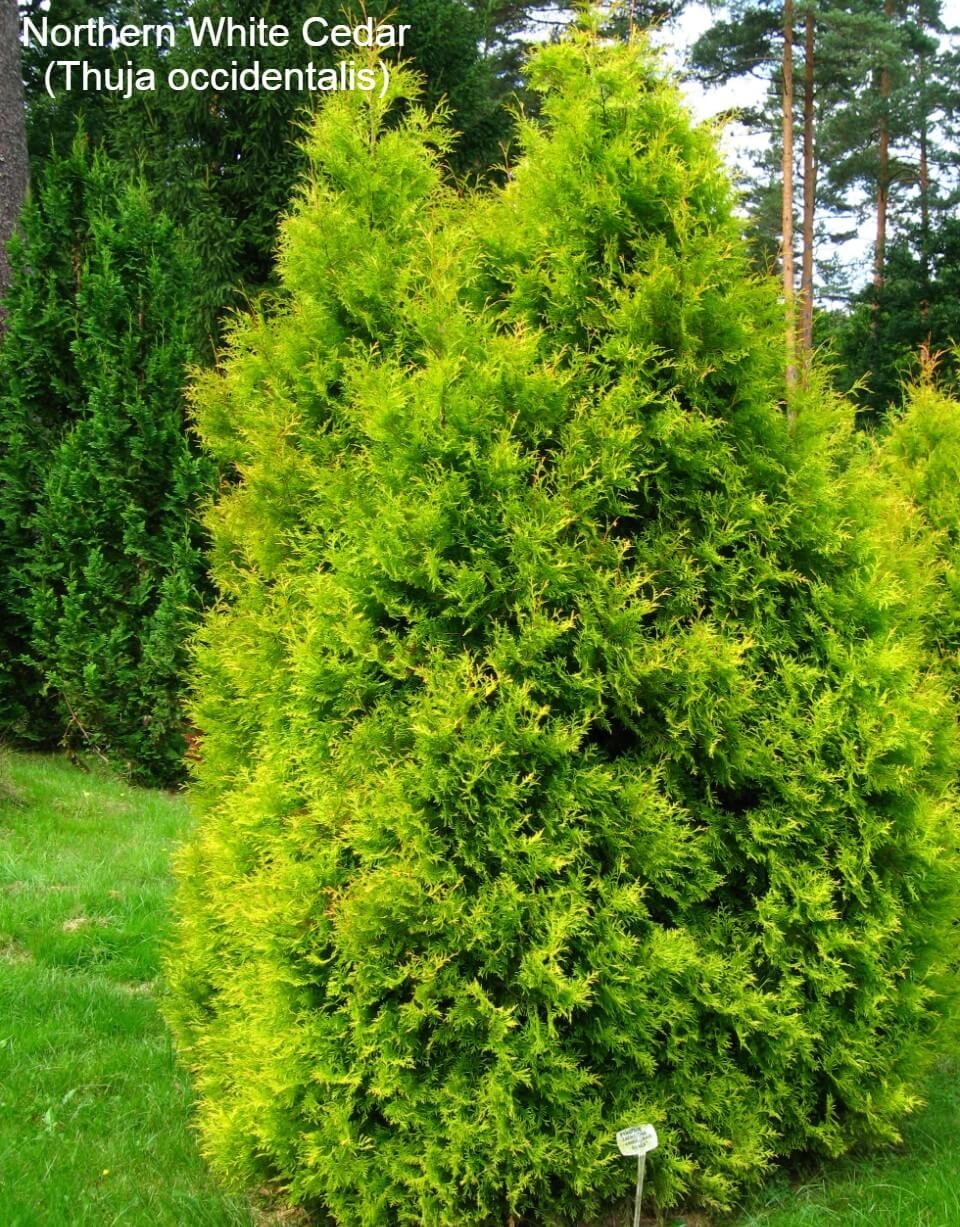 Northern White Cedar (Thuja occidentalis)