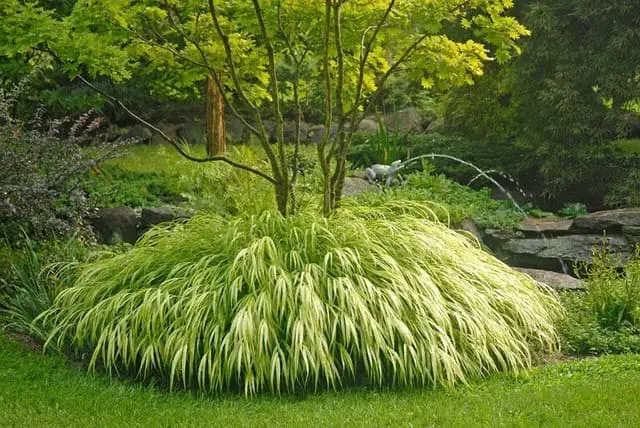 Ornamental Grasses