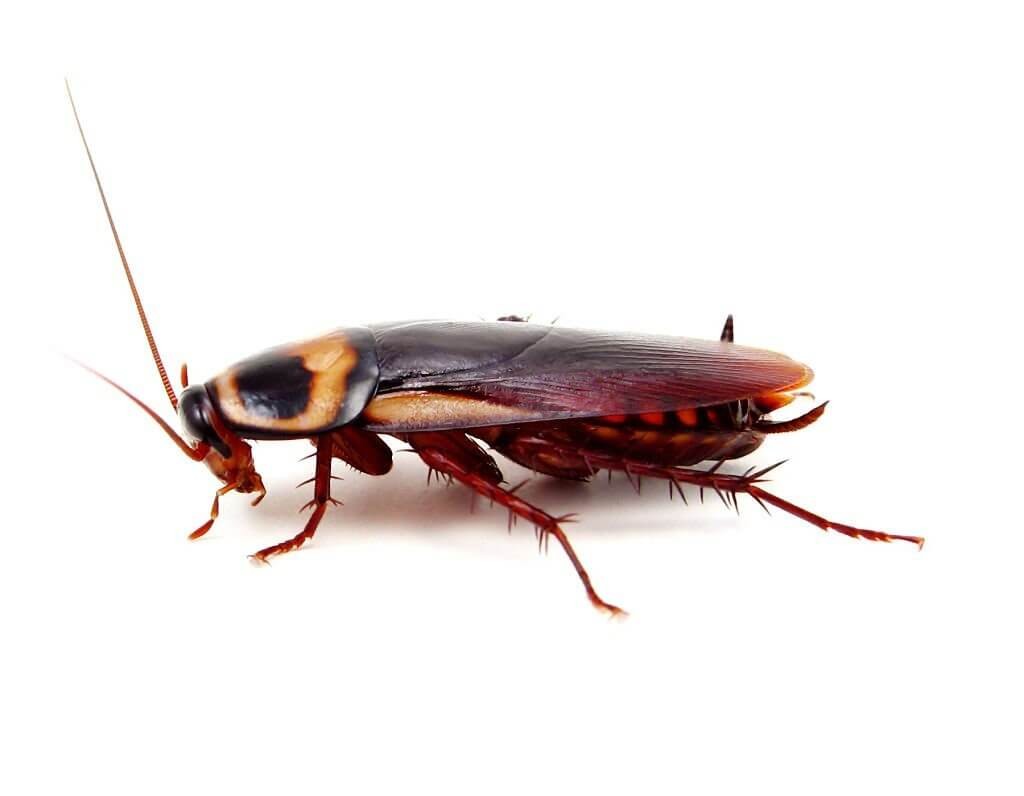 American cockroaches