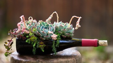 Succulent Wine Bottle Planter