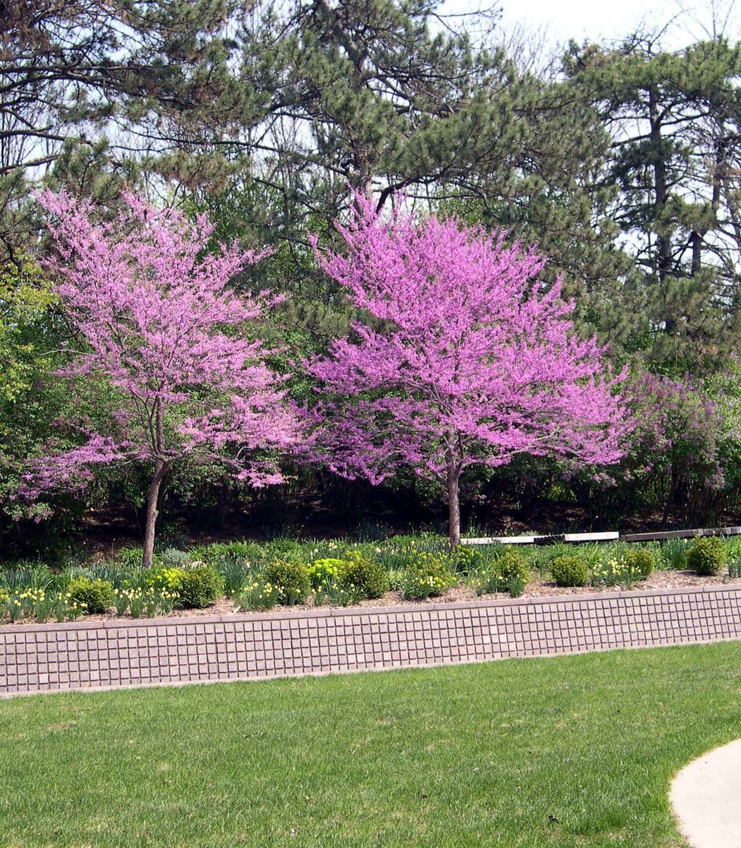 Redbud trees