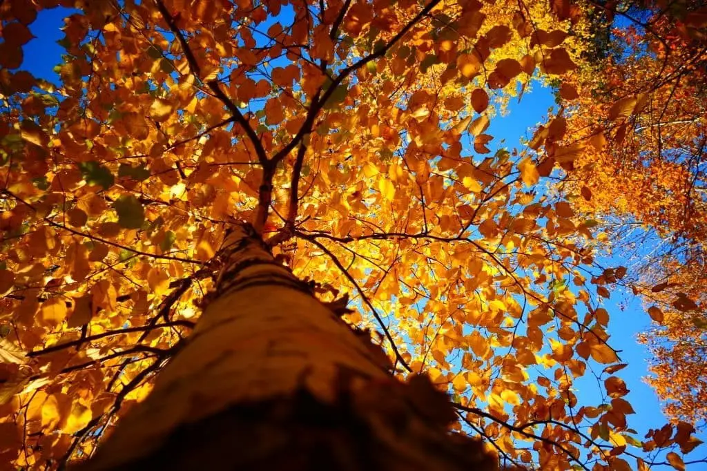 Yellow Birch (Betula alleghaniensis)