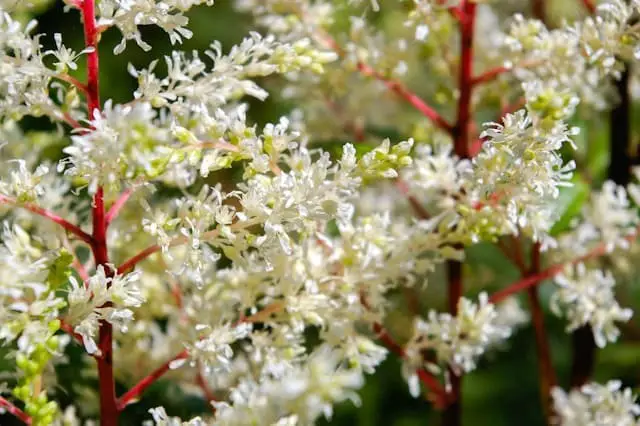 Astilbe