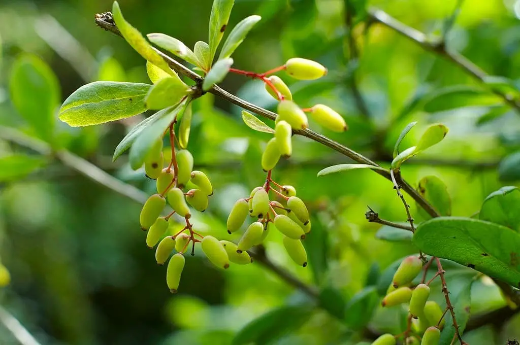 Cornelian cherry (Cornus mas)