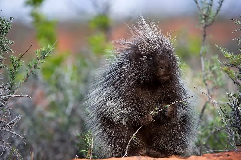 Porcupine (Erethizon dorsatum)