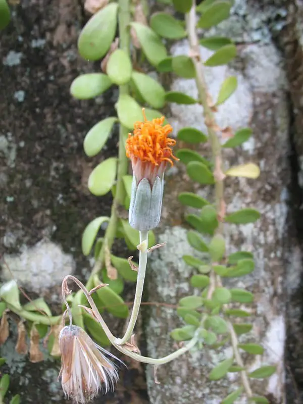 Senecio jacobsenii (Weeping Jade)