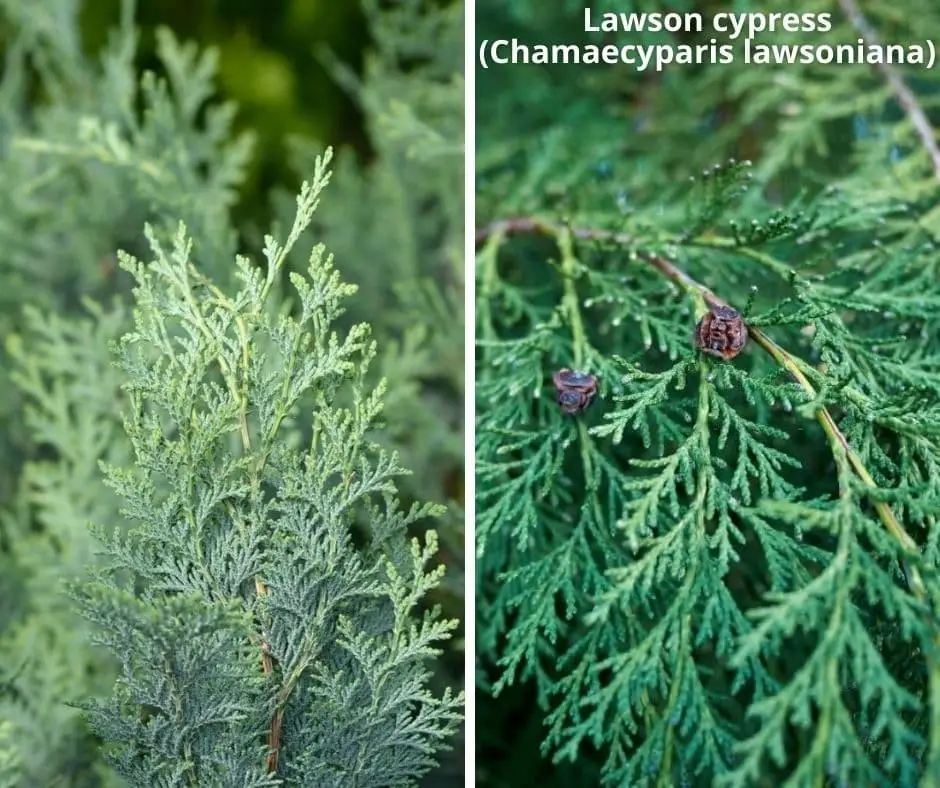 Lawson cypress (Chamaecyparis lawsoniana)