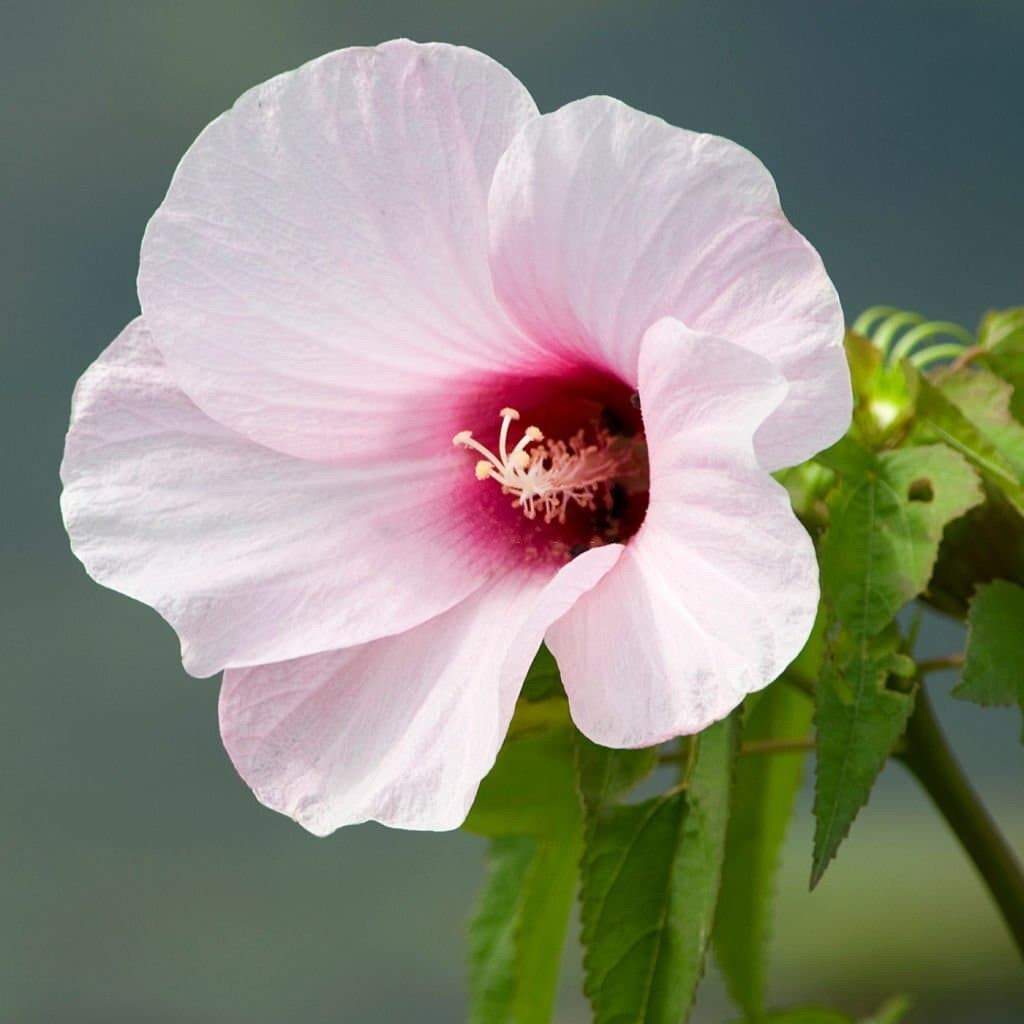 Hibiscus laevis (Halberdleaf rosemallow)