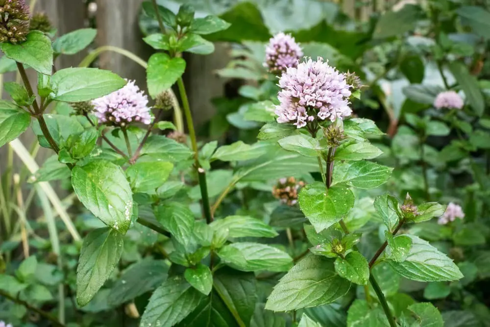 Peppermint (Mentha × piperita)