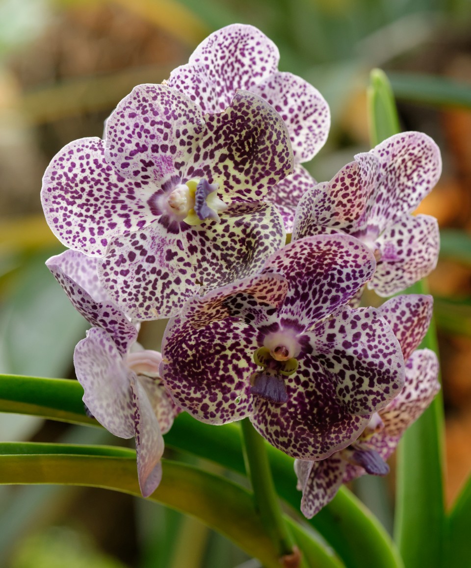 Vanda Orchids