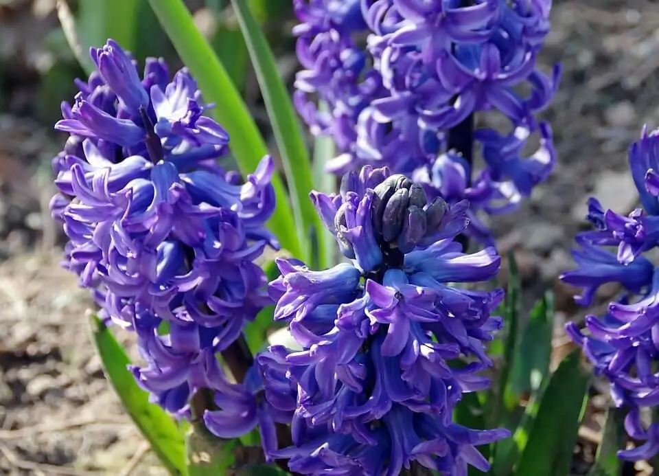 Hyacinths