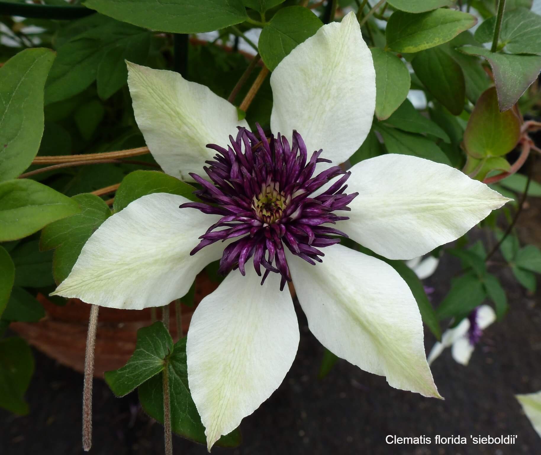 Late Summer Flowering Clematis