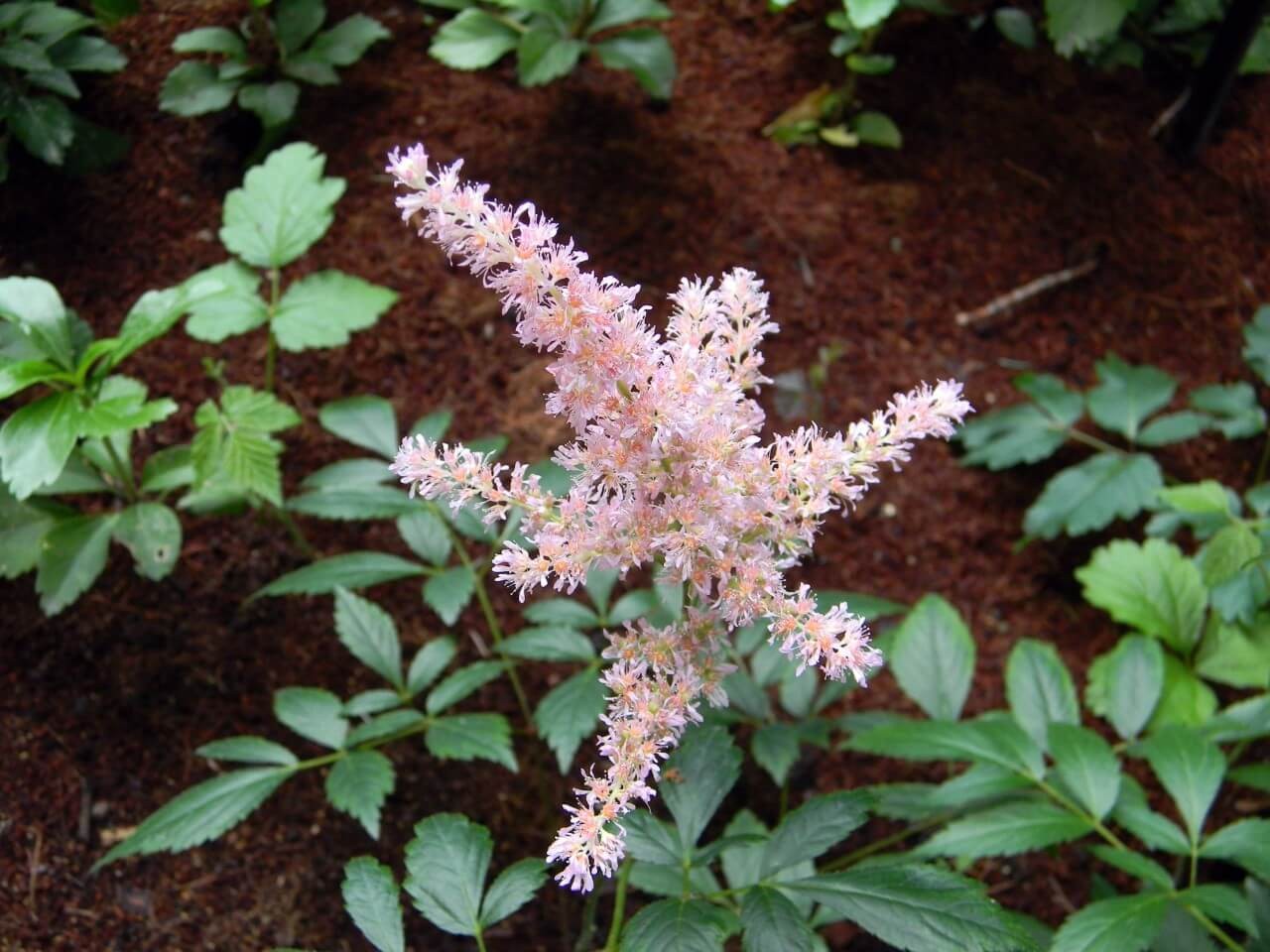 Cultivation Information and How to Grow Astilbe