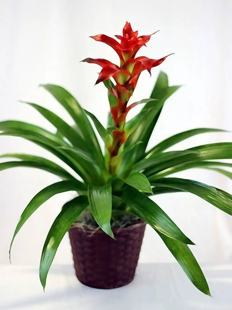 #6 Bromeliad (Bromeliaceae family)