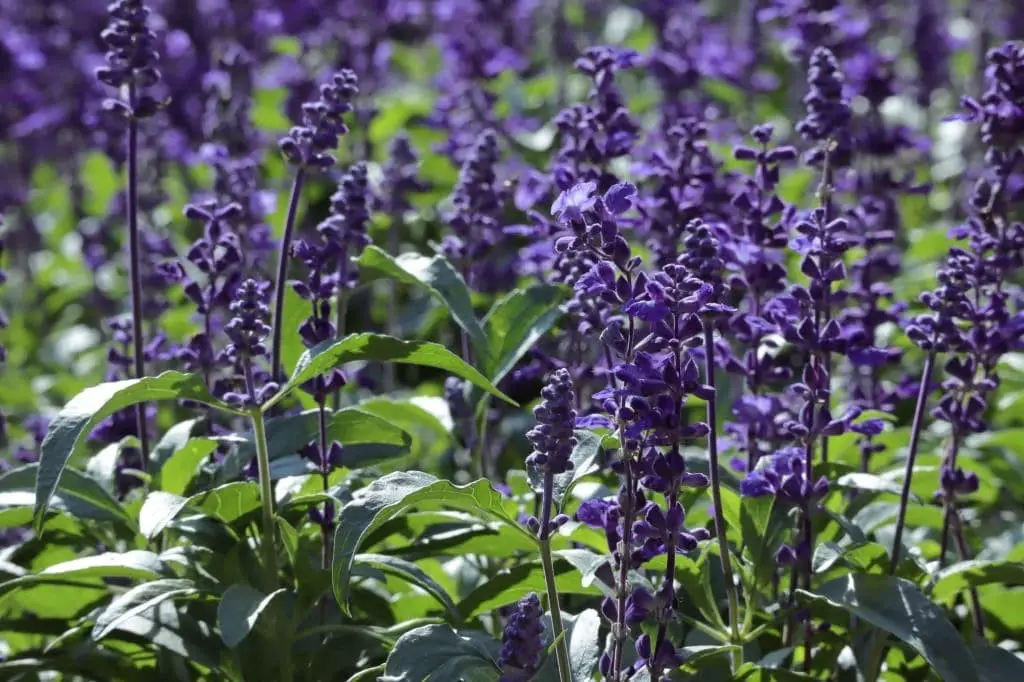 Mealy Cup Sage (Salvia farinacea)