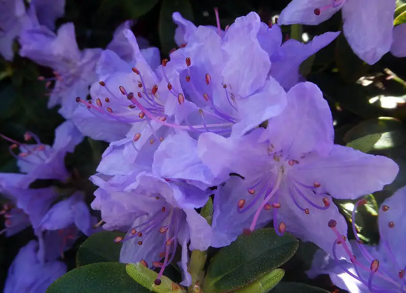 Blue Tit Azalea (Rhododendron ‘Blue Tit’)