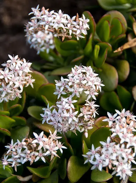 Jade Plant (Crassula ovata)