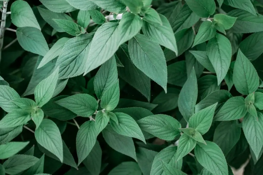 Pineapple Sage (Salvia elegans)