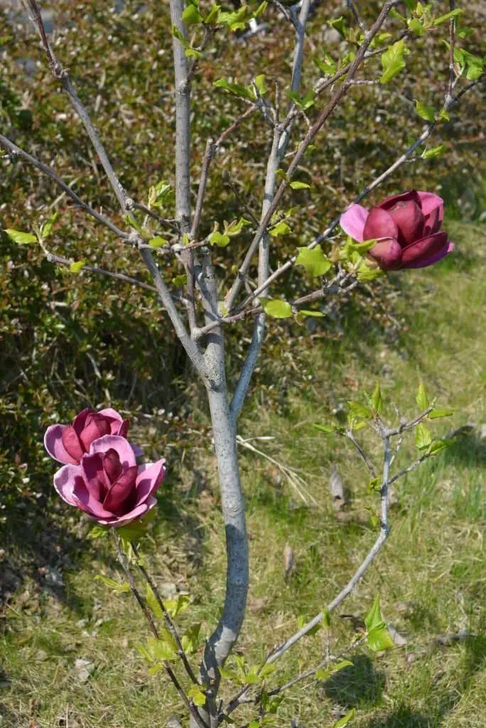 Magnolia ’Royal Purple’ (Magnolia x soulangeana).