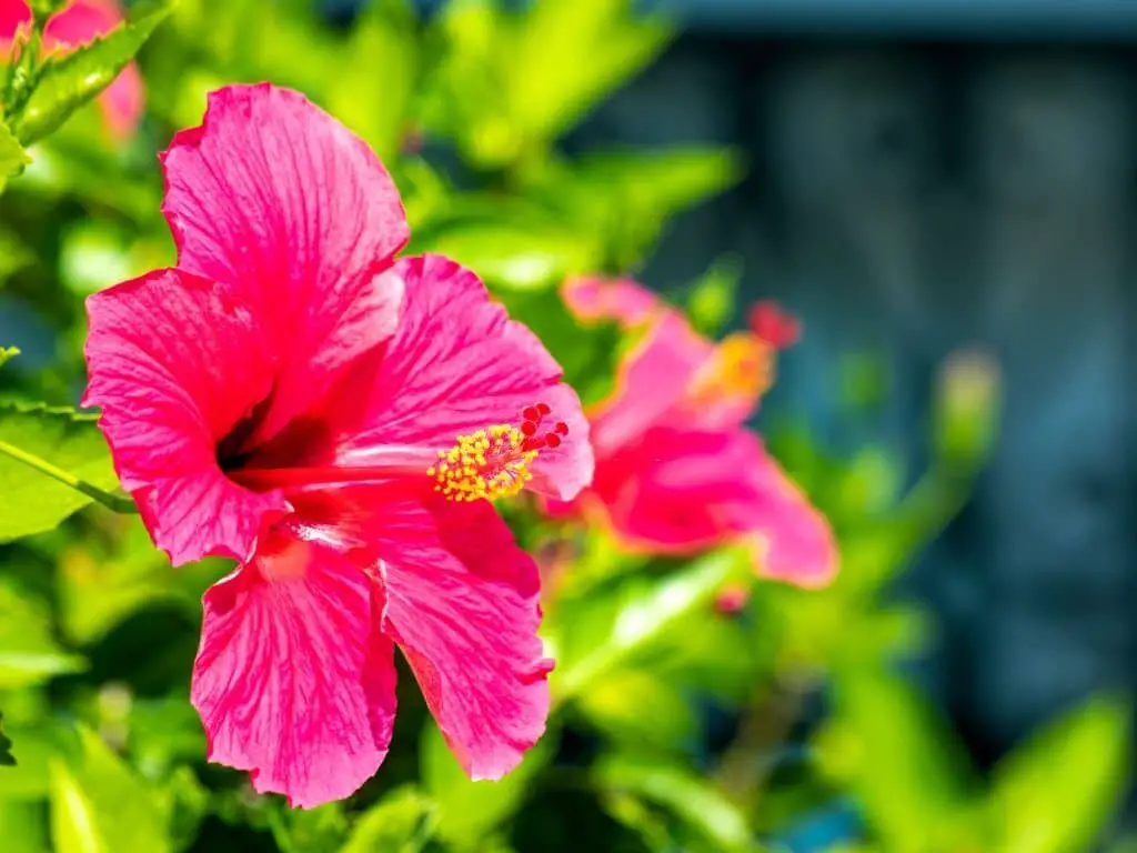 Hibiscus furcellatus (Hawaiian pink hibiscus)