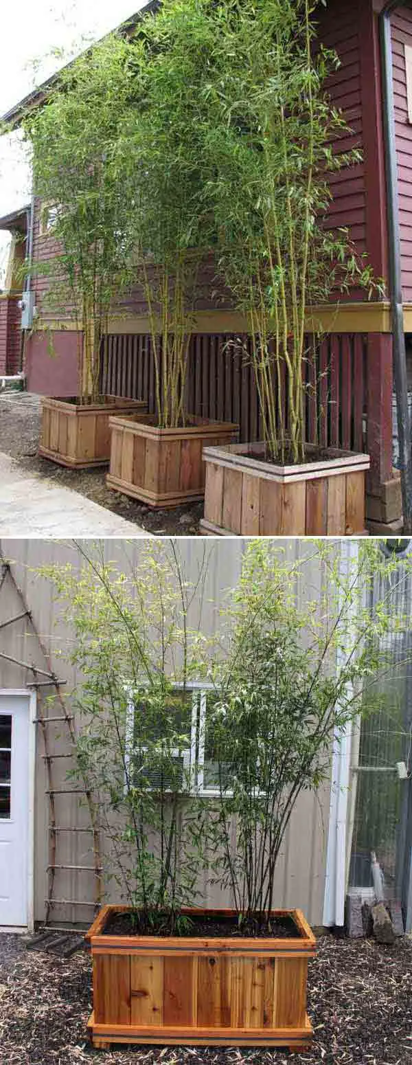 Bamboo Cedar Planters