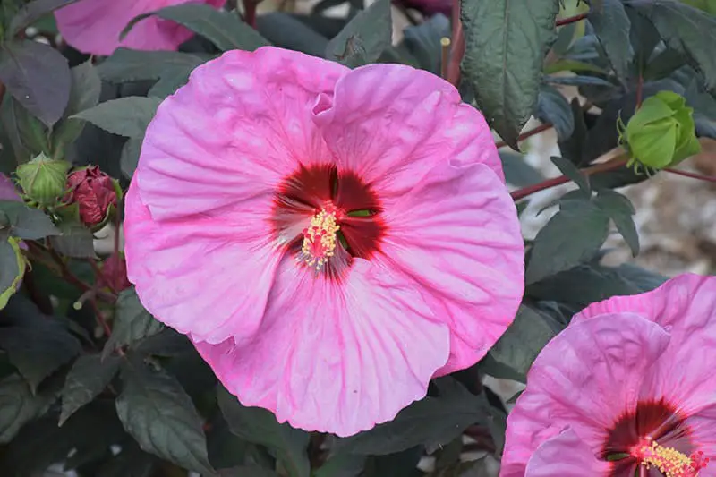 Hibiscus ‘Berry Awesome’ (Hibiscus moscheutos ‘Berry Awesome’)