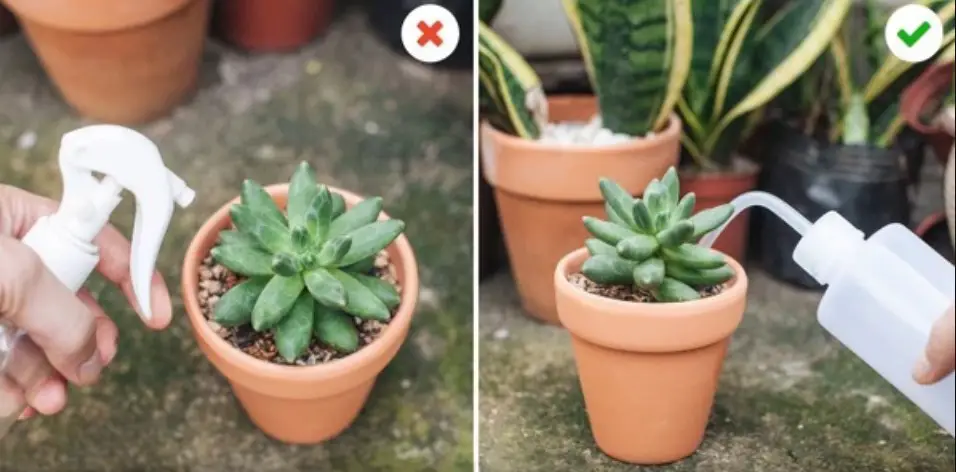 How to water succulents without a drainage hold