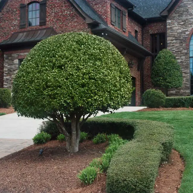 Nellie Stevens Holly (Ilex X ‘Nellie R. Stevens’)