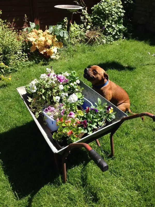 23-30. More wheelbarrow planter ideas