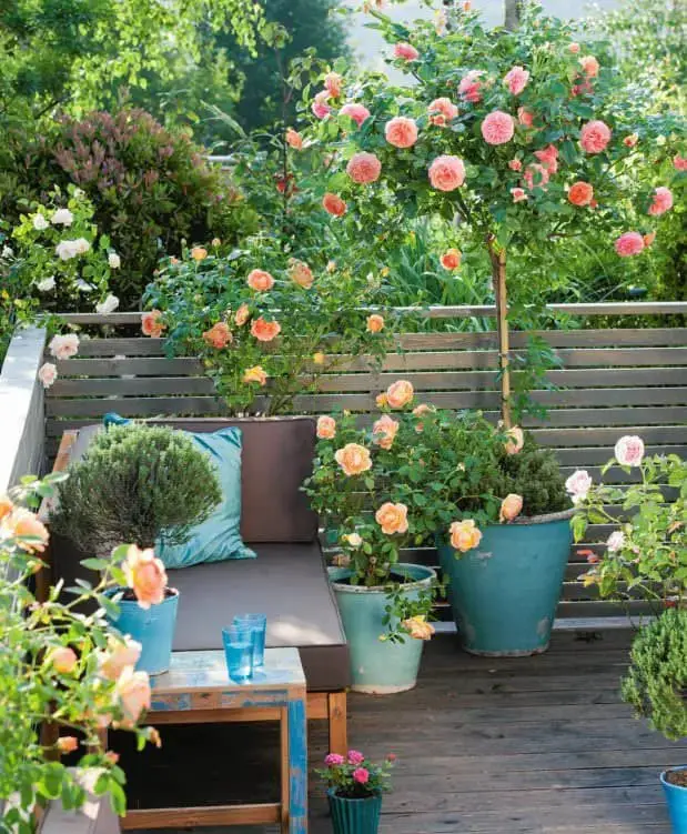 35+ Best Rose Garden Ideas And Designs (Photos)