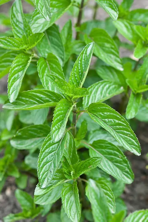 Basil Mint (Mentha x piperita f.citrata ‘Basil’)