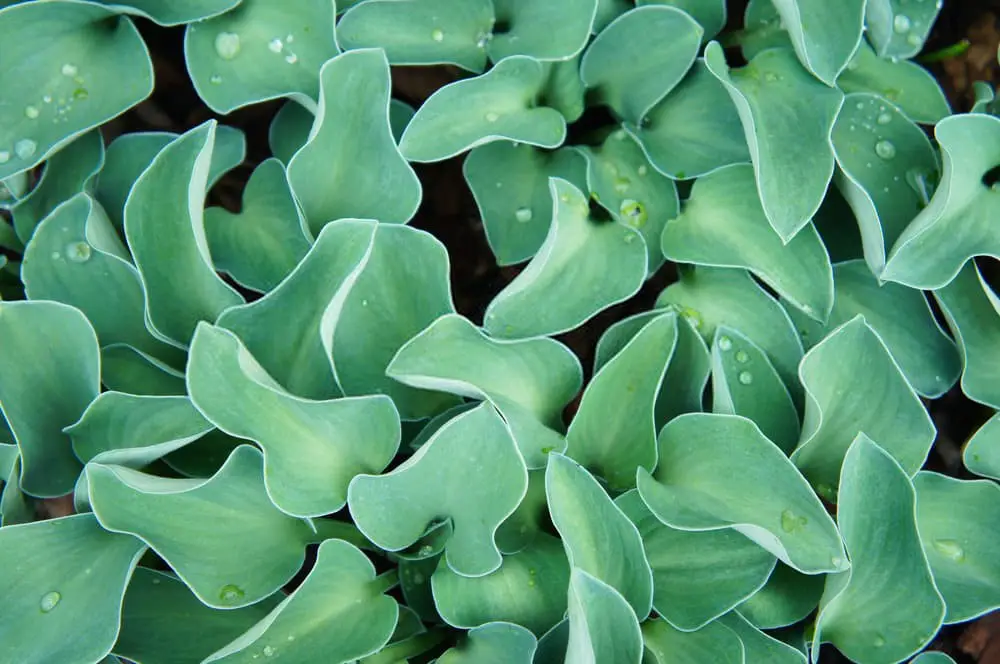 Blue mouse ears hosta