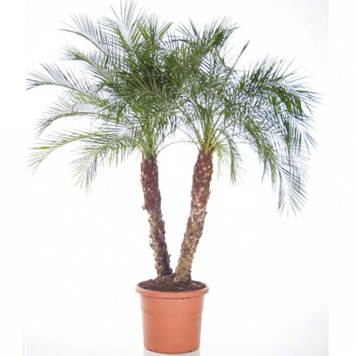 #5. Miniature Date Palm (Phoenix roebelinii)