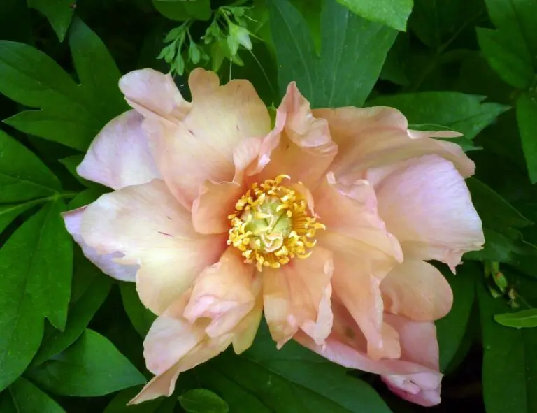 30+ Different Types Of Peonies  Tree, Itoh, And Herbaceous (With Pictures And Care Guide)