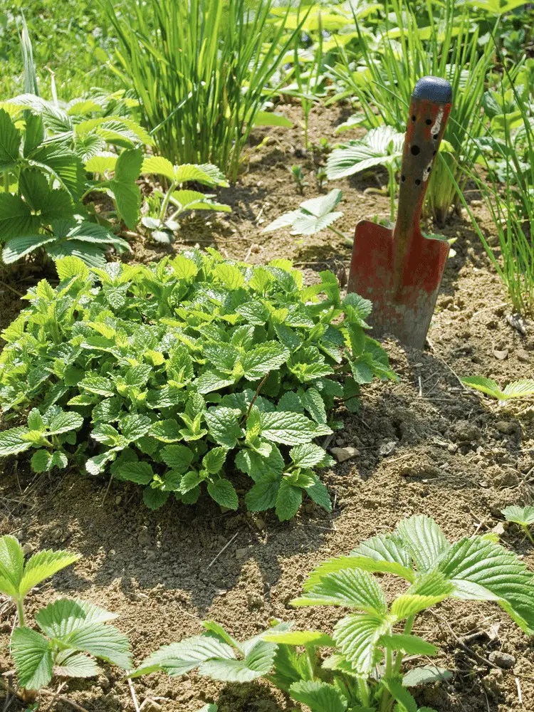 Lemon Balm