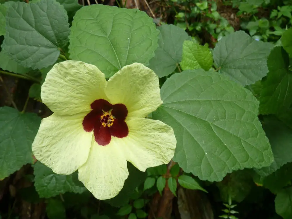 Hibiscus calyphyllus (lemonyellow rosemallow)