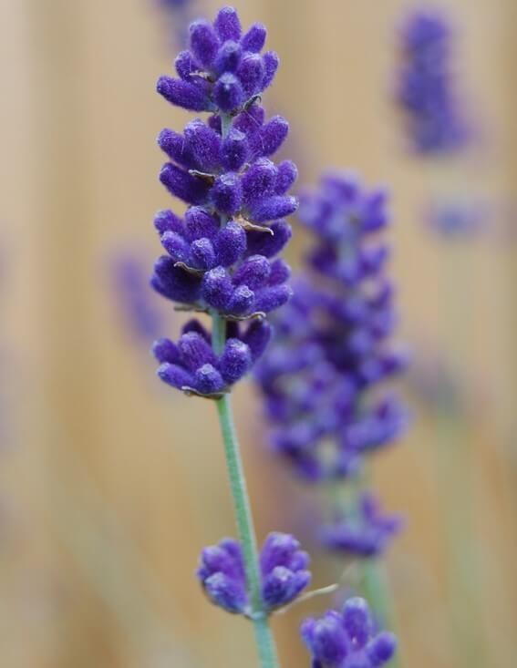 Royal Purple (Lavandula angustifolia ‘Royal Purple‘)