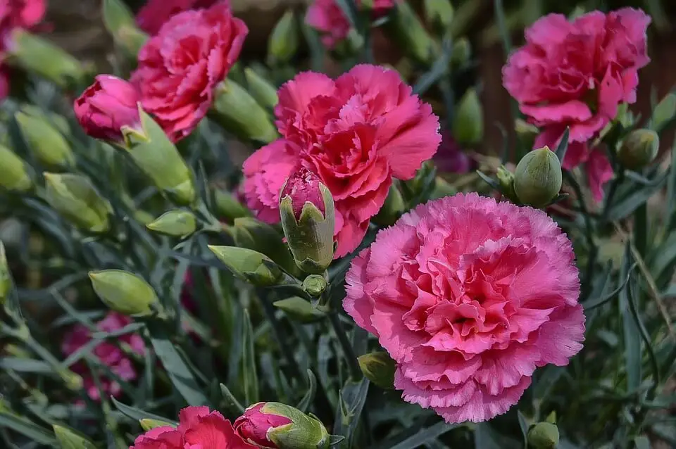 Carnations