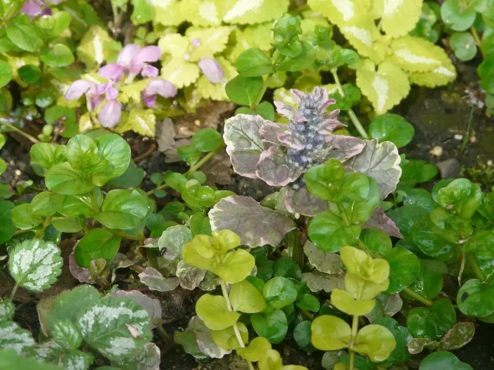 Ground Covers