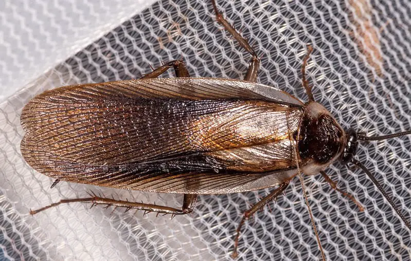 Pennsylvania Wood Cockroach (Parcoblatta pennsylvanica)