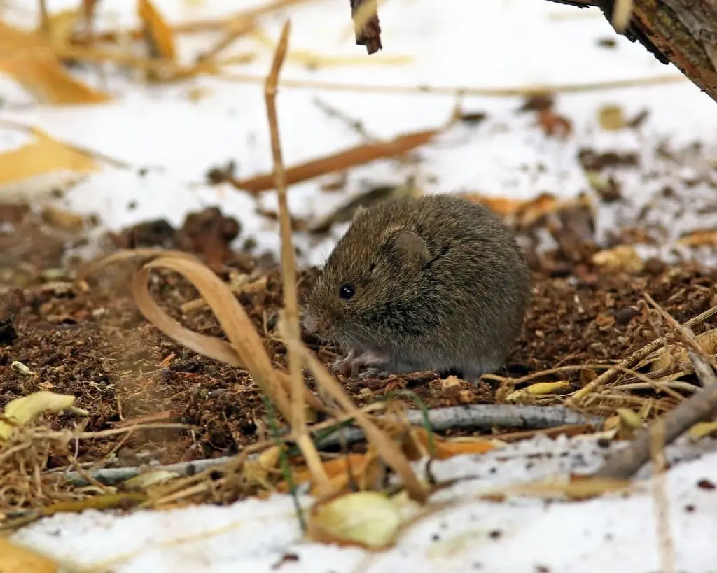 Meadow voles (Microtus pennsylvanicus)