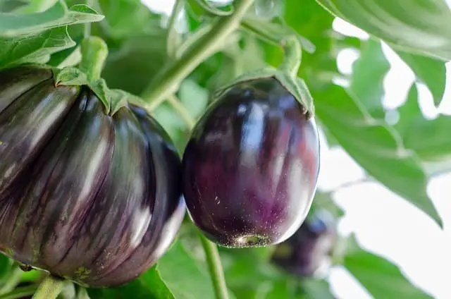 Eggplants