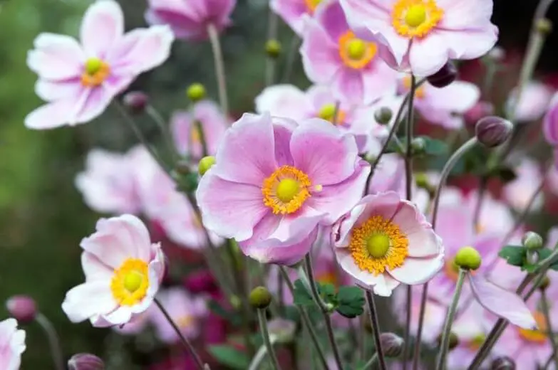 #2. Windflower or Japanese Anemone