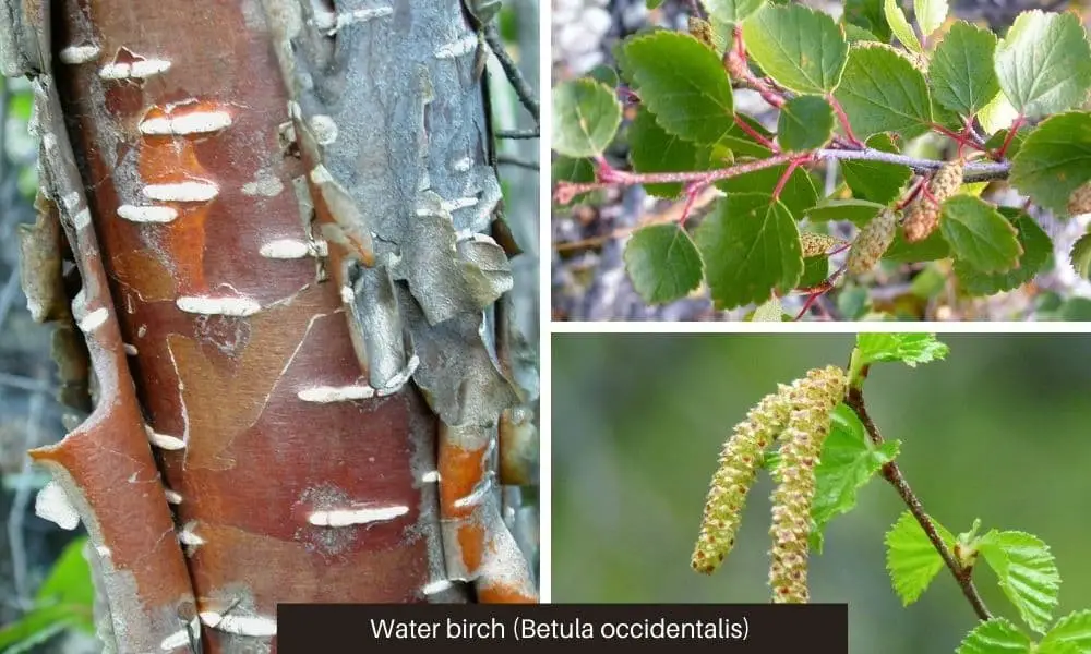 Water Birch (Betula occidentalis or Betula fontinalis)