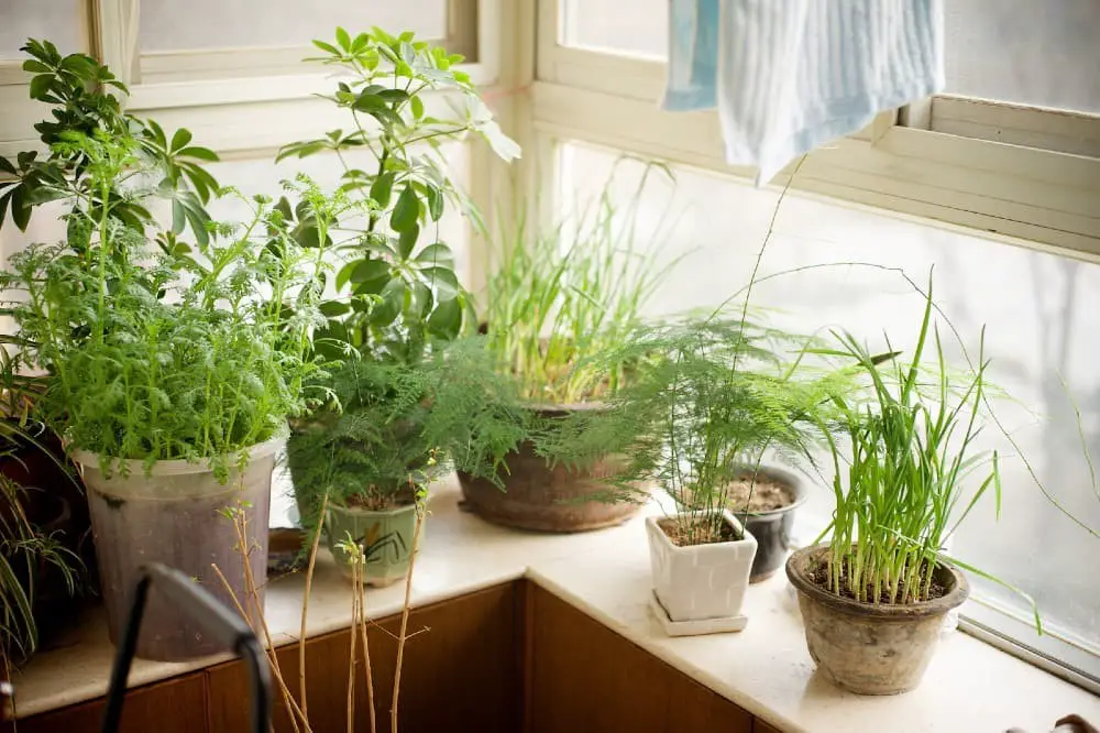 Even the smallest apartment can accommodate an indoor herb garden.