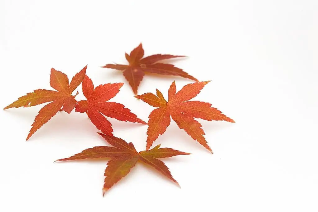 Japanese Maple (Acer palmatum)